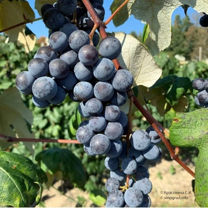 Зрілі грозді винограду сорту Конкорд на лозі