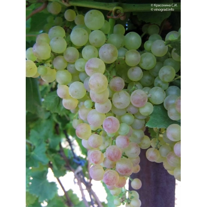 Созревающий виноград сорта Коринка Русская на лозе