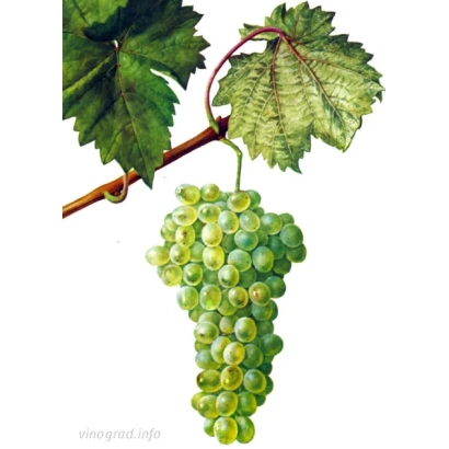 Иллюстрация зелёного винограда на ветке - Косоротовский
