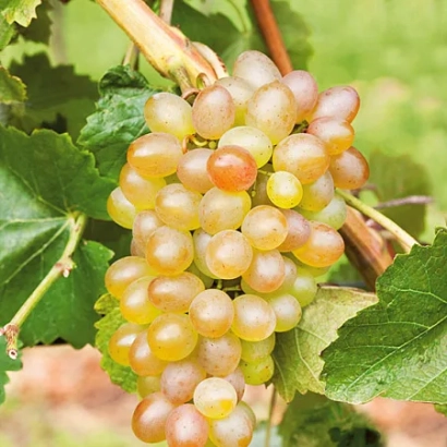Ripe Northern Beauty grapes on the vine