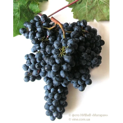 Созревший виноград сорта Красень на ветке