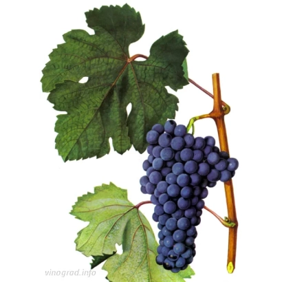 Виноградная гроздь с листьями на ветке - КРАСНОСТОП ЗОЛОТОВСКИЙ