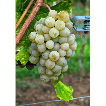 Созревающий виноград на лозе - КРИСТАЛЛ