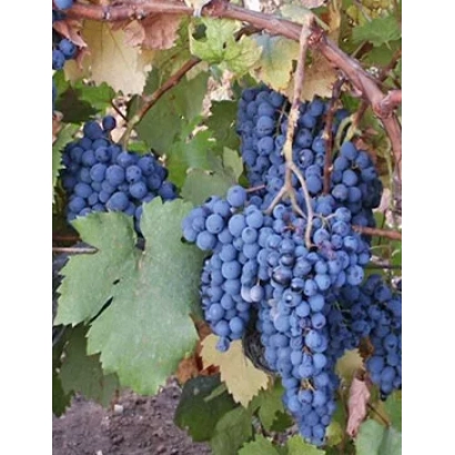 Зрілі грона винограду КРОНА на лозі