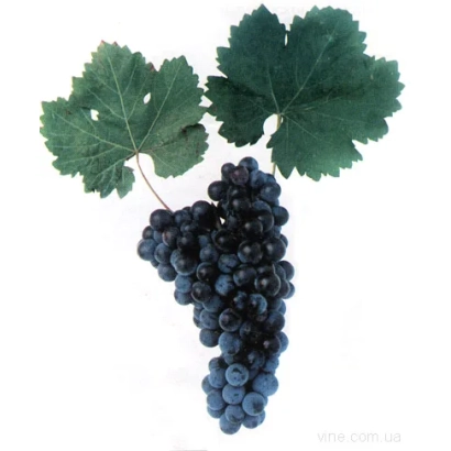 Виноград Кубанец на белом фоне