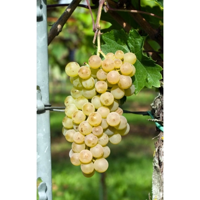 Ripening grapes of the Lakhedi Mezes variety on the vine