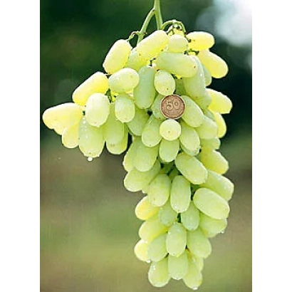 Ripe Lora grape cluster on vine