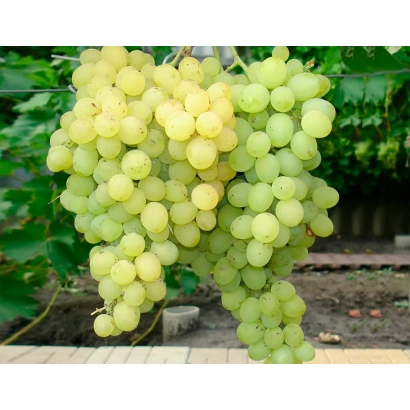 Созревший виноград Любава на лозе