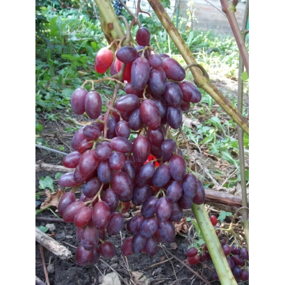 Созревший виноград темно-красного цвета на лозе - ЛЮСИ КРАСНАЯ