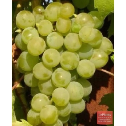 Сочные зеленые виноградные грозди на ветке - МАДЛЕН АНАНАСНЫЙ