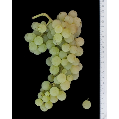 Созревшая гроздь белого винограда Мальвазия на черном фоне