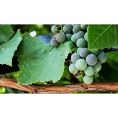 Созревающий виноград на лозе - МАНЫЧ