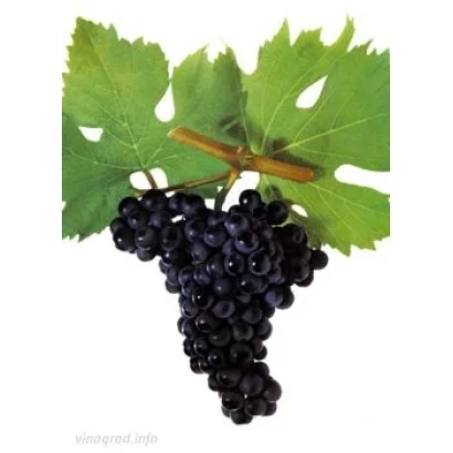 Черные виноградные гроздья с листьями на белом фоне - Марсельский чорний ранний