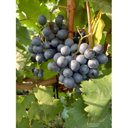 Созревающий виноград на лозе - Матраса