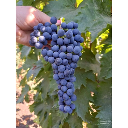 Виноград сорта Мерло на лозе