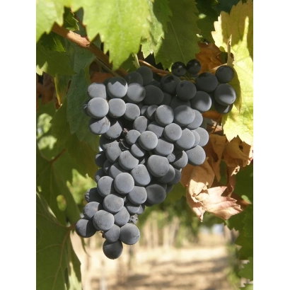 Созревающий виноград на лозе - МОНТЕПУЛЬЧАНО