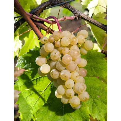 Ripe grapes on vine - MOSCOW WHITE