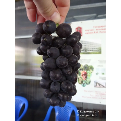 Чорні виноградні грона на фоні упаковки з написом 'МУГОФІР'