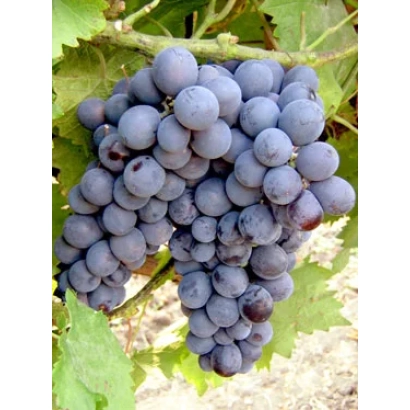 Созревший виноград сорта Муромец на лозе