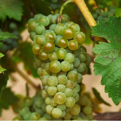 Созревающий виноград сорта Мурза изюм на лозе