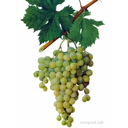 Виноград Мускат александрийский на ветке с листьями