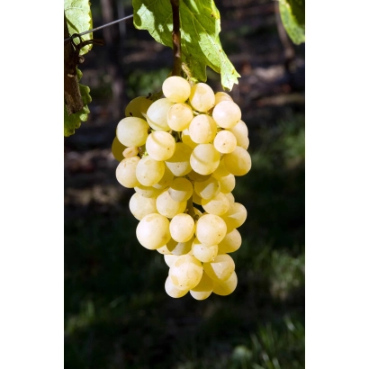 Зріла гроздь білого винограду сорту Мускат Янтарний на лозі