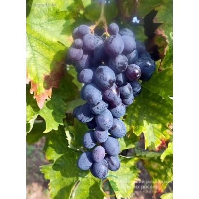 Созрілий виноград сорту Мускат Гамбурзький на лозі