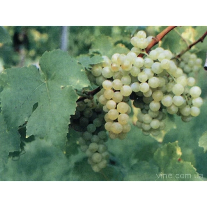 Зрілі грозді білого винограду на лозі - Мускат Оттонель