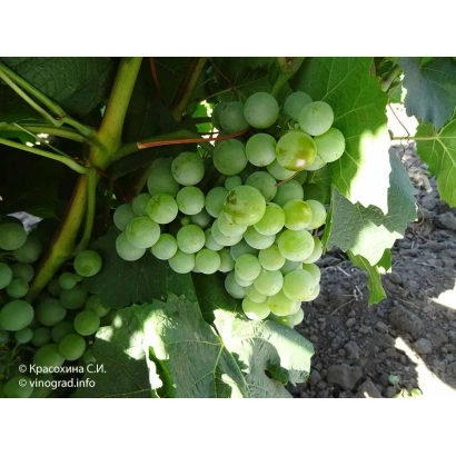 Созріваючі грона білого винограду на лозі - МУСКАТ ВЕНҐЕРСЬКИЙ