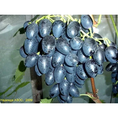 Ripe Hope AZOS grapes with water droplets on the cluster
