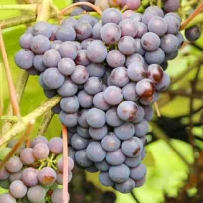 Ripe grapes on vine - NASURLA