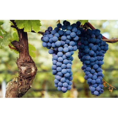 Созревающие грозди винограда на лозе - НЕББИОЛО