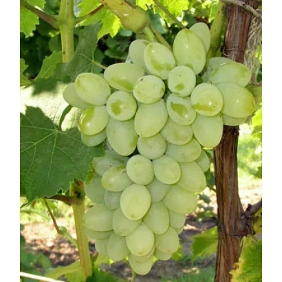 Созревающий виноград на лозе - Нептун
