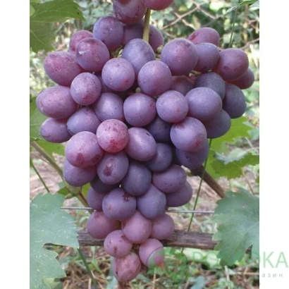 Созревший виноград на лозе - Низина