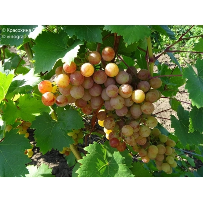 Созревший виноград сорта Новоукраинский ранний на лозе