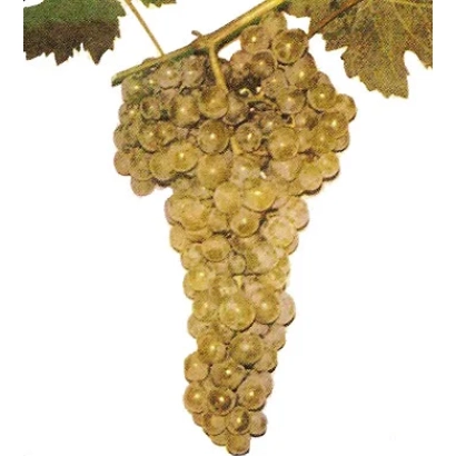 Созревший виноград сорта Одесский ранний на ветке