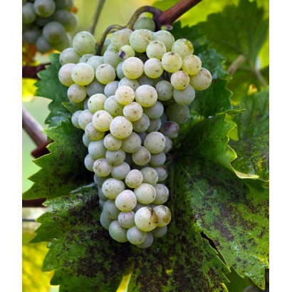 Созревший виноград сорта ОНИЦКАНСКИЙ БЕЛЫЙ на лозе