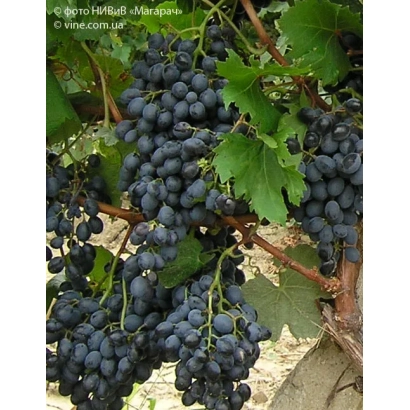 Созревший виноград темно-синего цвета на лозе - ПАМЯТИ ГОЛОДРИГИ