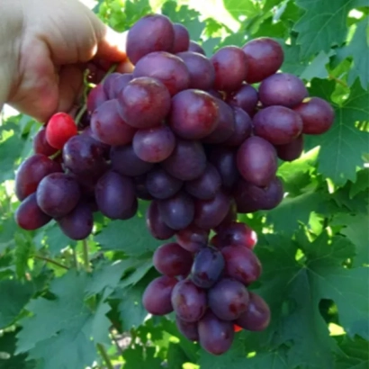 Виноград сорта Памяти учителя на ветке, держится рукой на фоне листьев