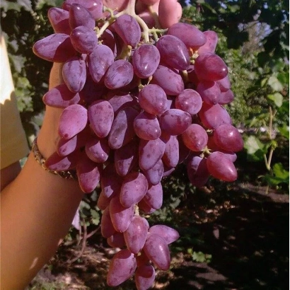 Сочная гроздь винограда сорта Персей на фоне виноградника