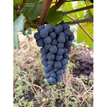 Созревший виноград сорта Пино Черный на лозе