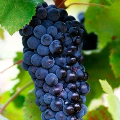 Созревающий виноград сорта Пино Нуар на лозе - Пино чорний