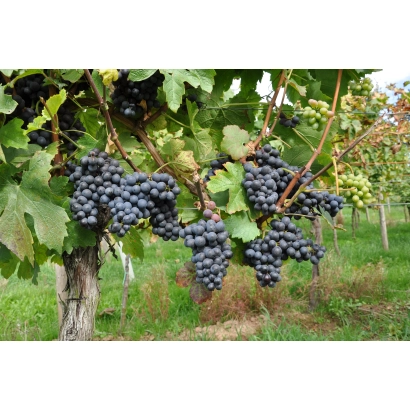 Созревающие грозди винограда сорта Пинотаж на лозе