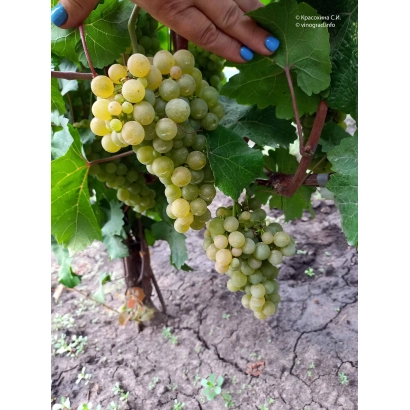 Созревающие грозди белого винограда сорта Платовский на лозе