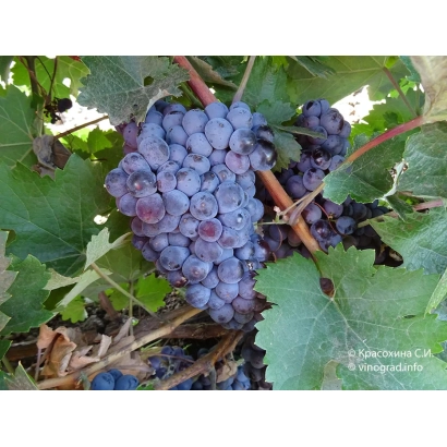 Созревающий виноград сорта ПЛЕЧИСТИК на лозе