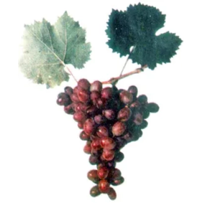 Кисть винограда с листьями на белом фоне - ПОБЕДИТЕЛЬ