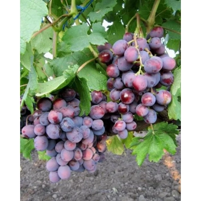 Созревающие грозди винограда НЕСВЕТАЯ на лозе - ПОДАРОК НЕСВЕТАЯ