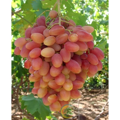 Созревающий виноград сорта Преображение на лозе