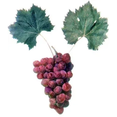 Кисть винограда Прикубанский на белом фоне