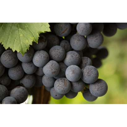 Созревший виноград сорта Пти Вердо на лозе